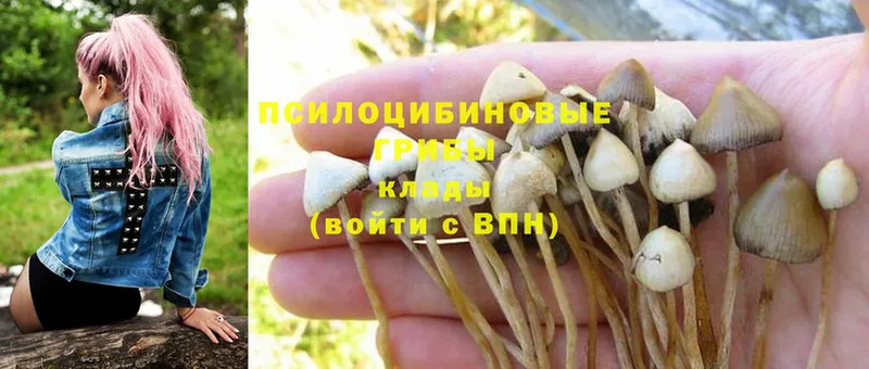 где купить наркотик  Духовщина  Псилоцибиновые грибы MAGIC MUSHROOMS 